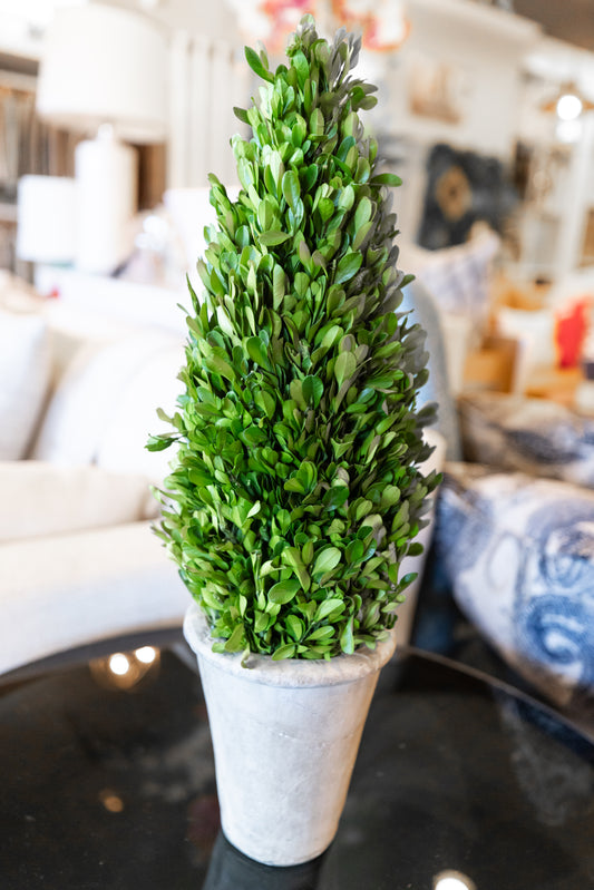 PRESERVED BOXWOOD SMALL / BOTANICAL